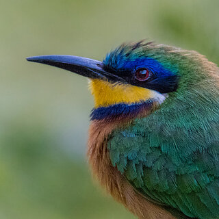 Debre Zeit - Blue-breasted bee-eater
